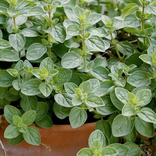 Greek Oregano 30+ Seeds