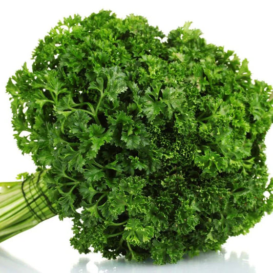 Parsley Curled ( کرلی پارسلے) 100+ Seeds