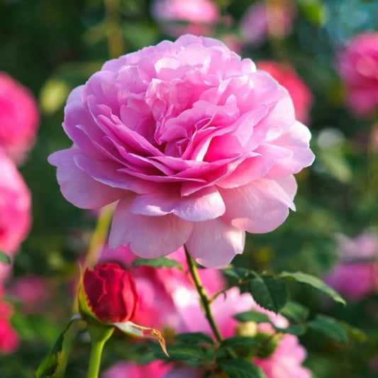 Rose (angel wings) (1069)