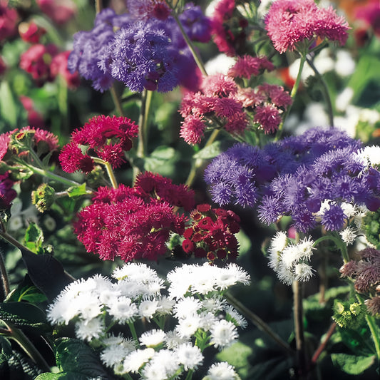Ageratum mexicanum  dwarf Ball (1066)