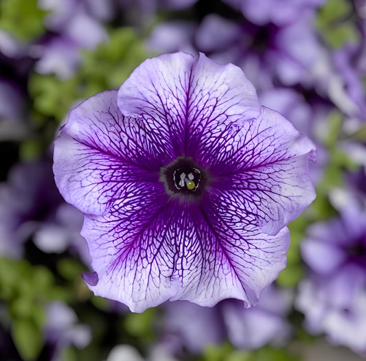 F1 Petunia grandiflora Blue Veined (1054)