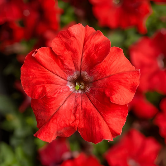 F1 Petunia Grandiflora simple Red (1057)