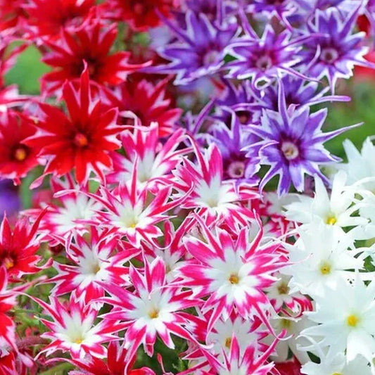Phlox Twinkle (1013)