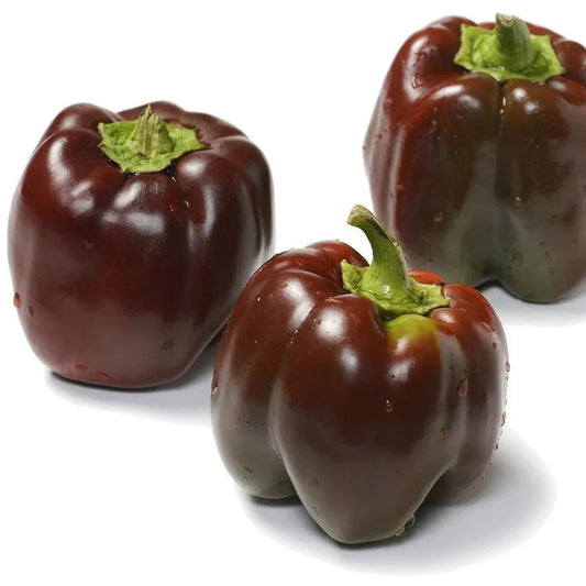 Chocolate Capsicum (چاکلیٹ شملہ) 10 Seeds