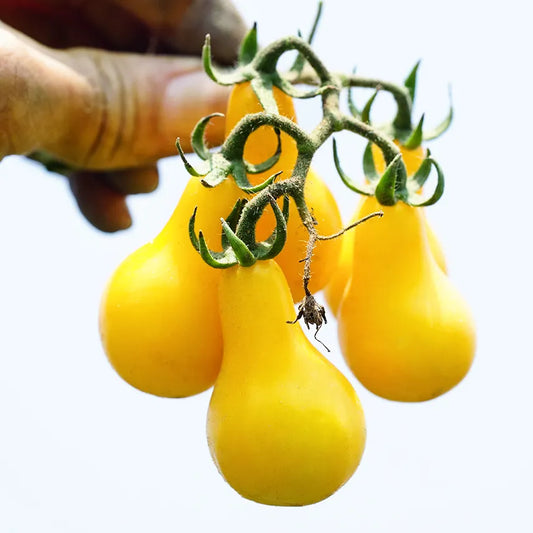 Yellow Tomatoes (ییلو ٹماٹر) 10 Seeds