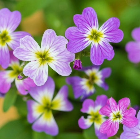 Virginian Stock 30+ seeds