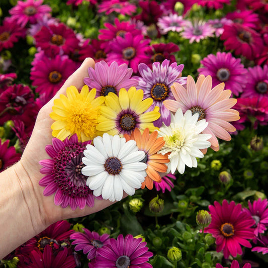 African Daisy (1044)