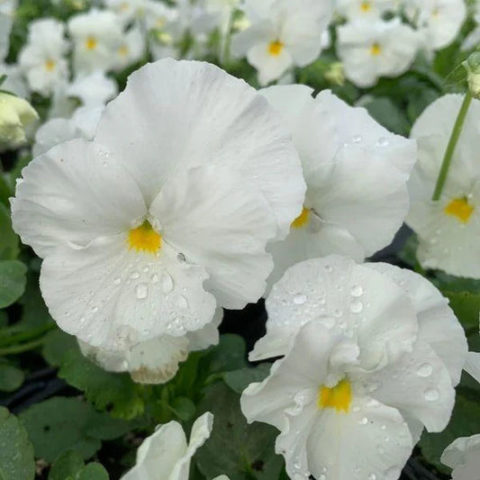 Pensy White (1029)