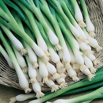 Lisbon Onion 25+ Seeds